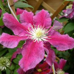 Plamének 'Hania' - Clematis 'Hania'