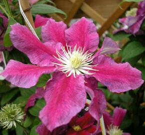 Plamének 'Hania' - Clematis 'Hania'