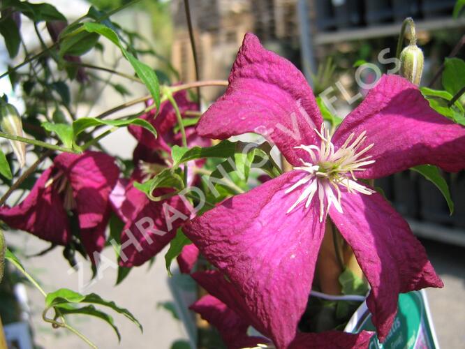 Plamének vlašský 'Madame Julia Correvon' - Clematis viticella 'Madame Julia Correvon'