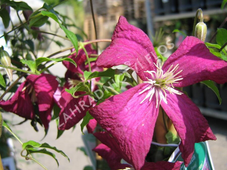 Plamének vlašský 'Madame Julia Correvon' - Clematis viticella 'Madame Julia Correvon'