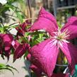 Plamének 'Madame Julia Correvon' - Clematis 'Madame Julia Correvon'