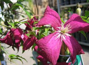 Plamének vlašský 'Madame Julia Correvon' - Clematis viticella 'Madame Julia Correvon'