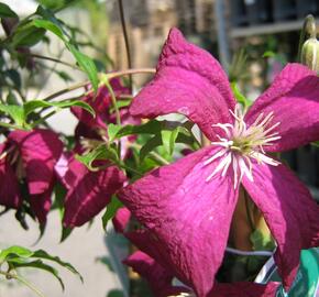 Plamének vlašský 'Madame Julia Correvon' - Clematis viticella 'Madame Julia Correvon'