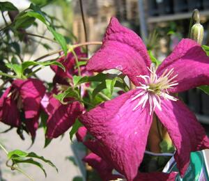 Plamének 'Madame Julia Correvon' - Clematis 'Madame Julia Correvon'
