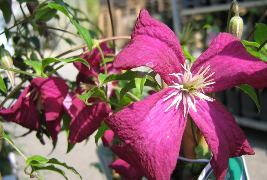 Plamének vlašský 'Madame Julia Correvon' - Clematis viticella 'Madame Julia Correvon'