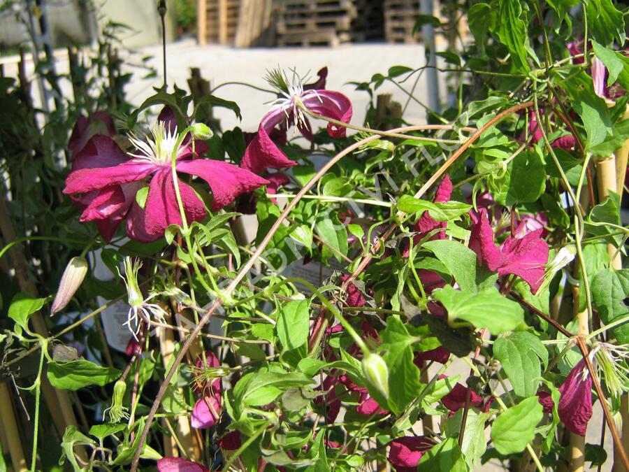 Plamének vlašský 'Madame Julia Correvon' - Clematis viticella 'Madame Julia Correvon'