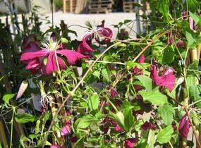 Plamének vlašský 'Madame Julia Correvon' - Clematis viticella 'Madame Julia Correvon'