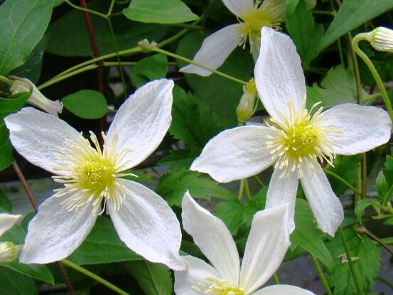 Plamének 'Anita' - Clematis 'Anita'