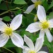 Plamének 'Anita' - Clematis 'Anita'