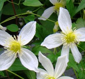 Plamének 'Anita' - Clematis 'Anita'