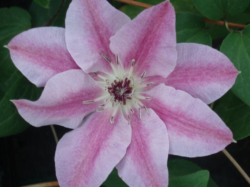 Plamének 'Souvenir du Capitaine Thuilleaux' - Clematis 'Souvenir du Capitaine Thuilleaux'