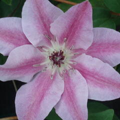 Plamének 'Souvenir du Capitaine Thuilleaux' - Clematis 'Souvenir du Capitaine Thuilleaux'