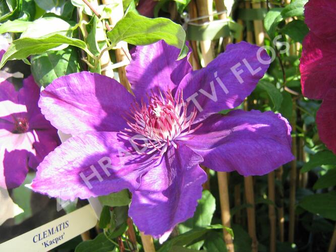 Plamének 'Kacper' - Clematis 'Kacper'