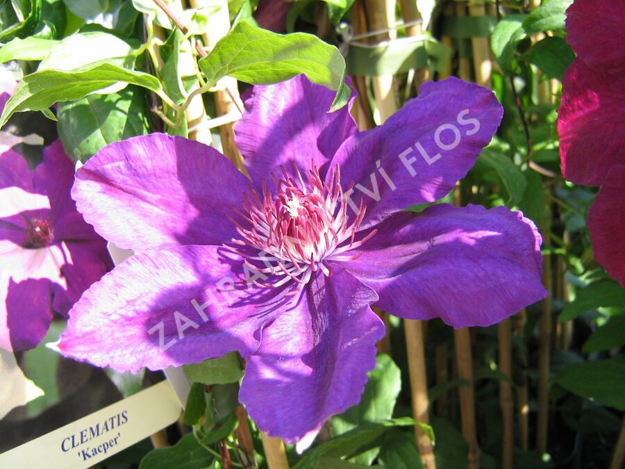 Plamének 'Kacper' - Clematis 'Kacper'