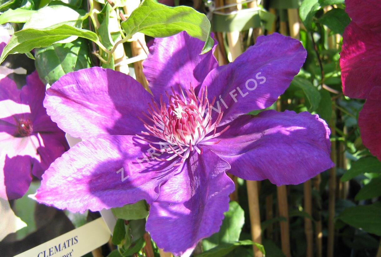 Plamének 'Kacper' - Clematis 'Kacper'