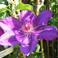 Plamének 'Kacper' - Clematis 'Kacper'