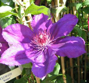 Plamének 'Kacper' - Clematis 'Kacper'