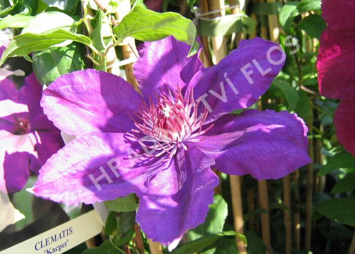 Plamének 'Kacper' - Clematis 'Kacper'