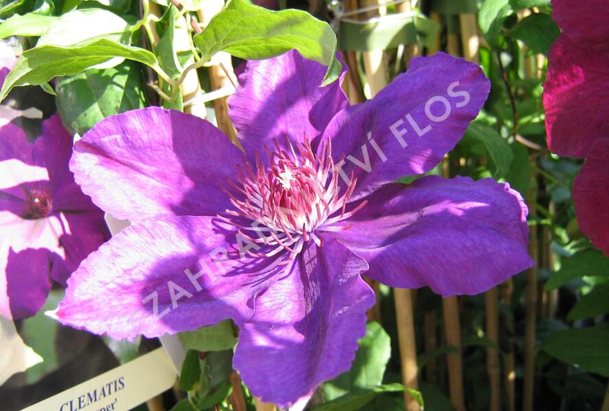 Plamének 'Kacper' - Clematis 'Kacper'