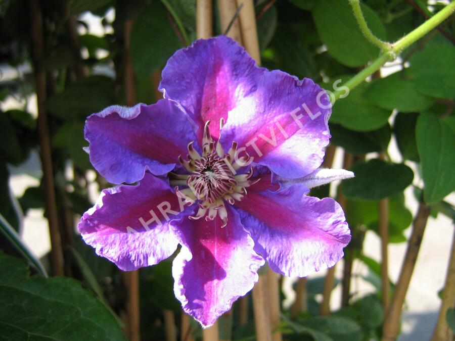 Plamének 'Ashva' - Clematis 'Ashva'