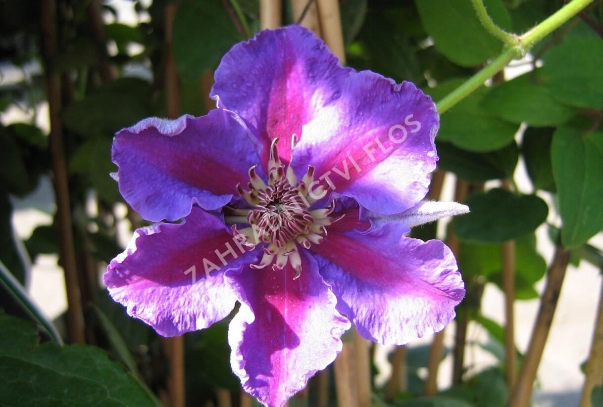 Plamének 'Ashva' - Clematis 'Ashva'