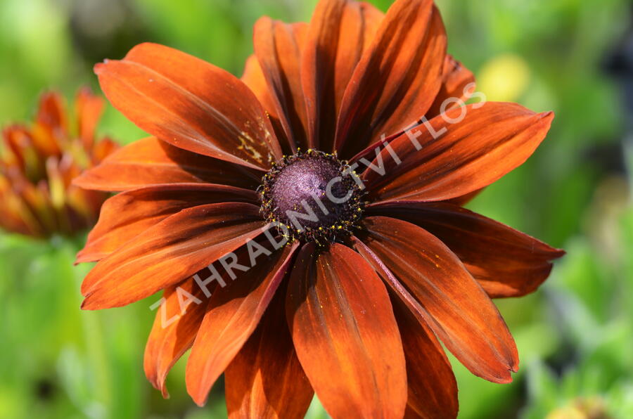 Třapatka srstnatá 'Capuccino' - Rudbeckia hirta 'Capuccino'