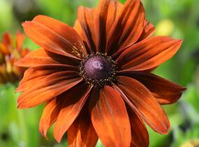 Třapatka srstnatá 'Capuccino' - Rudbeckia hirta 'Capuccino'