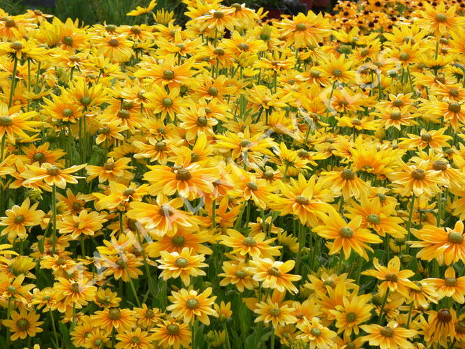 Třapatka srstnatá 'Prairie Sun' - Rudbeckia hirta 'Prairie Sun'