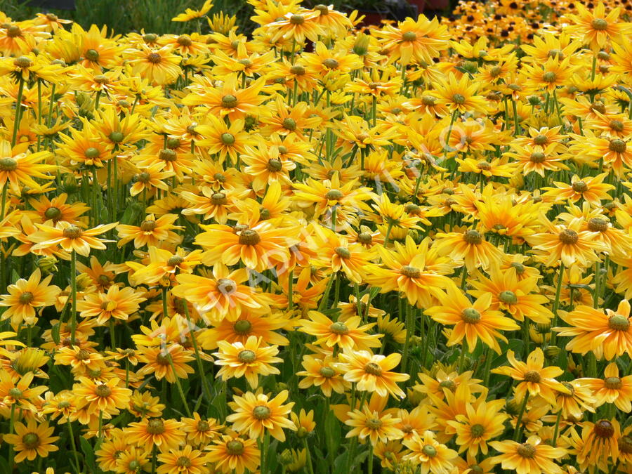 Třapatka srstnatá 'Prairie Sun' - Rudbeckia hirta 'Prairie Sun'