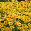 Třapatka srstnatá 'Prairie Sun' - Rudbeckia hirta 'Prairie Sun'