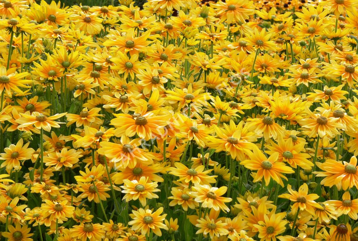 Třapatka srstnatá 'Prairie Sun' - Rudbeckia hirta 'Prairie Sun'