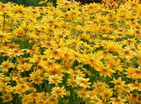 Třapatka srstnatá 'Prairie Sun' - Rudbeckia hirta 'Prairie Sun'