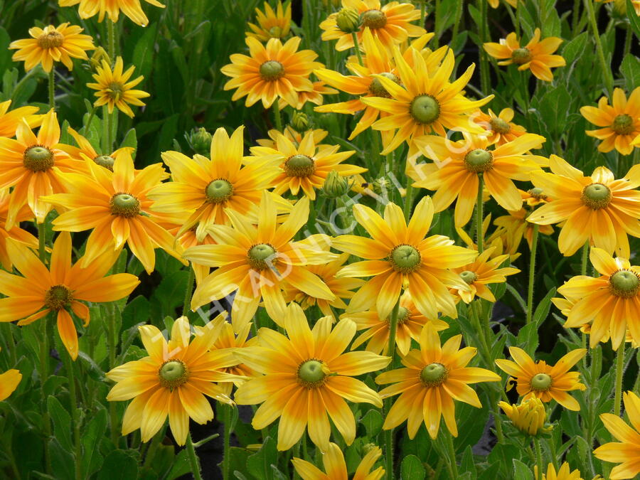 Třapatka srstnatá 'Prairie Sun' - Rudbeckia hirta 'Prairie Sun'