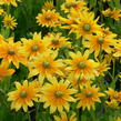 Třapatka srstnatá 'Prairie Sun' - Rudbeckia hirta 'Prairie Sun'