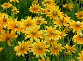 Třapatka srstnatá 'Prairie Sun' - Rudbeckia hirta 'Prairie Sun'