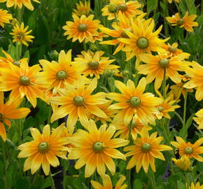 Třapatka srstnatá 'Prairie Sun' - Rudbeckia hirta 'Prairie Sun'