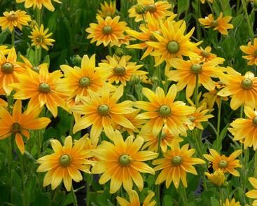 Třapatka srstnatá 'Prairie Sun'