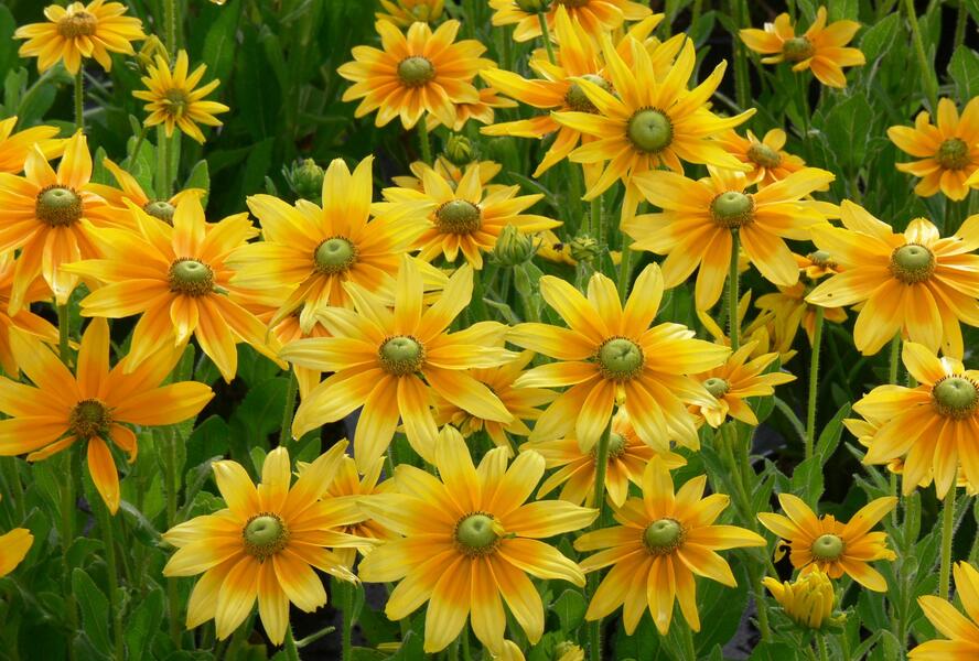 Třapatka srstnatá 'Prairie Sun' - Rudbeckia hirta 'Prairie Sun'
