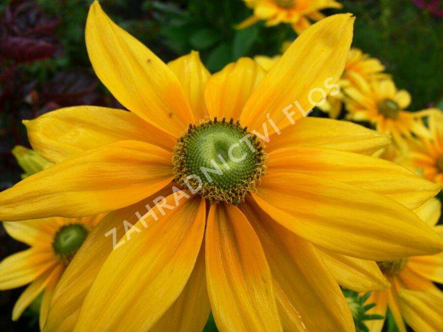 Třapatka srstnatá 'Prairie Sun' - Rudbeckia hirta 'Prairie Sun'