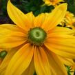 Třapatka srstnatá 'Prairie Sun' - Rudbeckia hirta 'Prairie Sun'