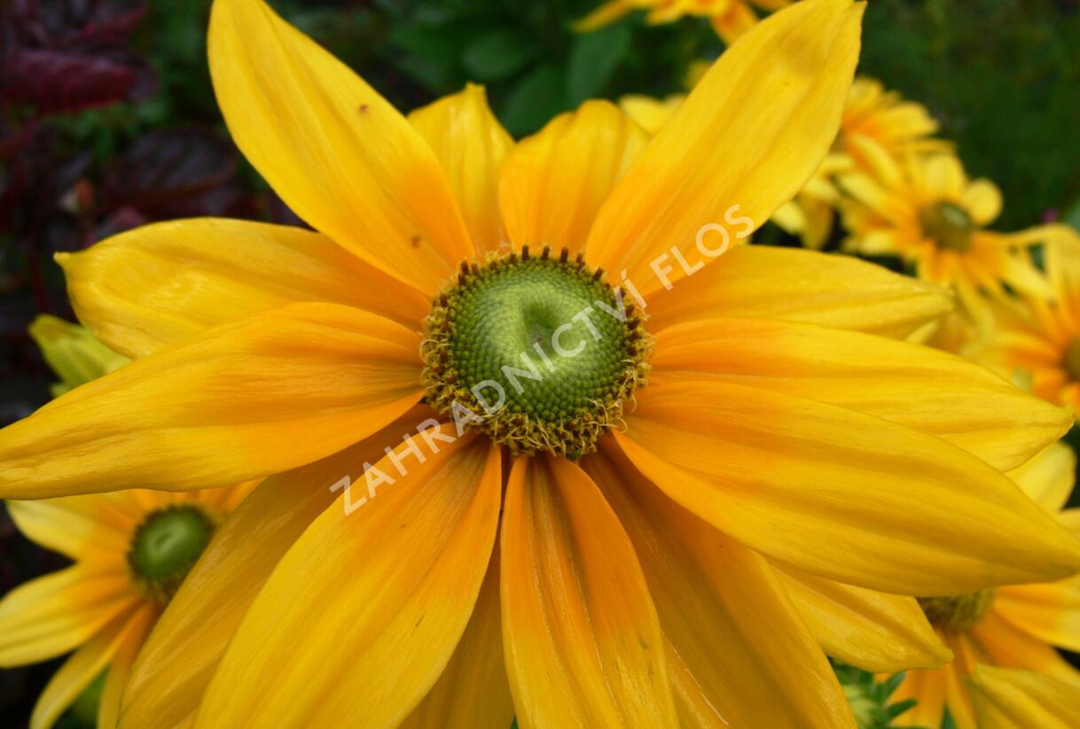 Třapatka srstnatá 'Prairie Sun' - Rudbeckia hirta 'Prairie Sun'