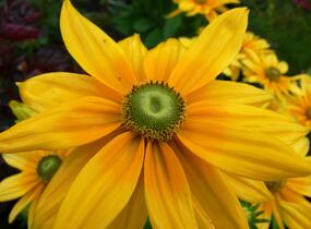 Třapatka srstnatá 'Prairie Sun' - Rudbeckia hirta 'Prairie Sun'