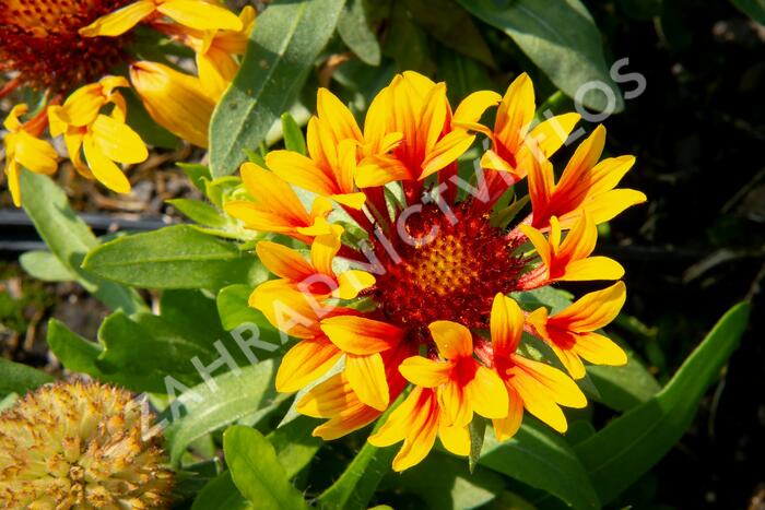 Kokarda velkokvětá 'Fanfare' - Gaillardia grandiflora 'Fanfare'