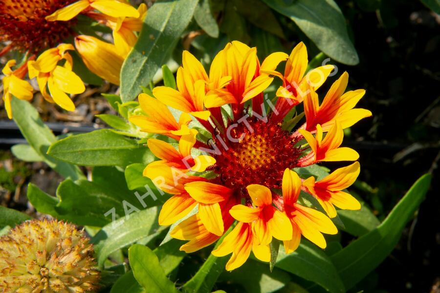 Kokarda velkokvětá 'Fanfare' - Gaillardia grandiflora 'Fanfare'