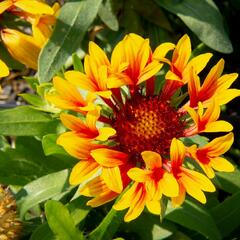 Kokarda velkokvětá 'Fanfare' - Gaillardia grandiflora 'Fanfare'