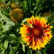 Kokarda velkokvětá 'Fanfare' - Gaillardia grandiflora 'Fanfare'