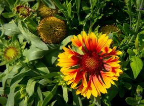 Kokarda velkokvětá 'Fanfare' - Gaillardia grandiflora 'Fanfare'