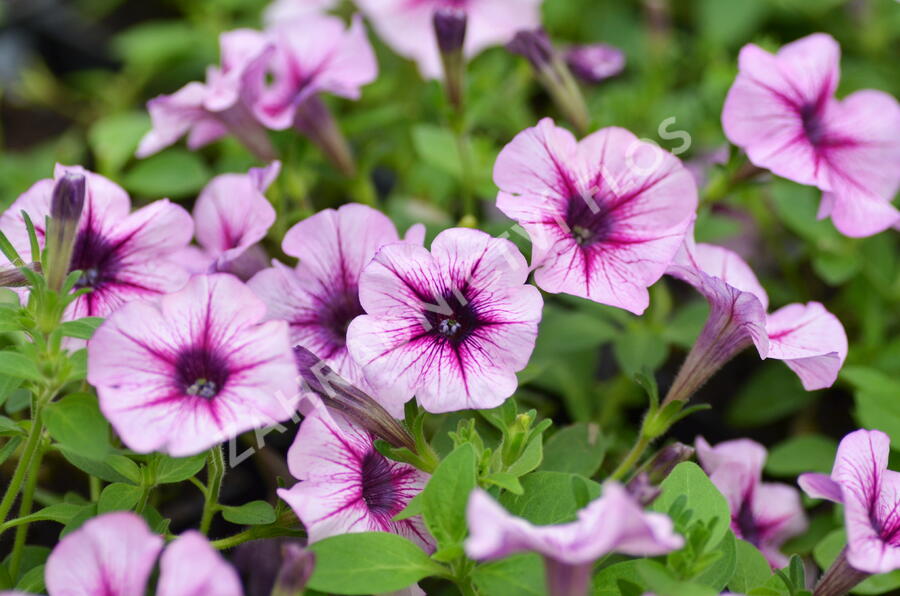 Petúnie 'Pink Vein' - Petunia Surfinia 'Pink Vein'