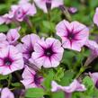 Petúnie 'Pink Vein' - Petunia Surfinia 'Pink Vein'