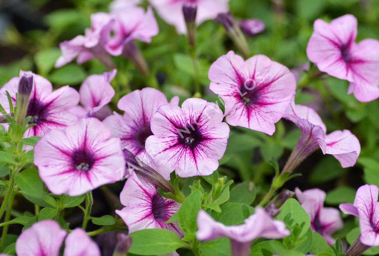 Petúnie 'Pink Vein' - Petunia Surfinia 'Pink Vein'